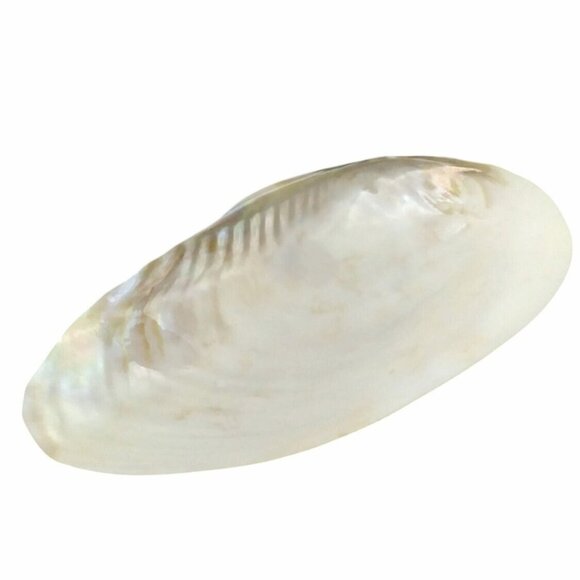 Caviar Server Natural  Iridescence Mother Of Pearl Shell Footed Base Design - Picture 3 of 6